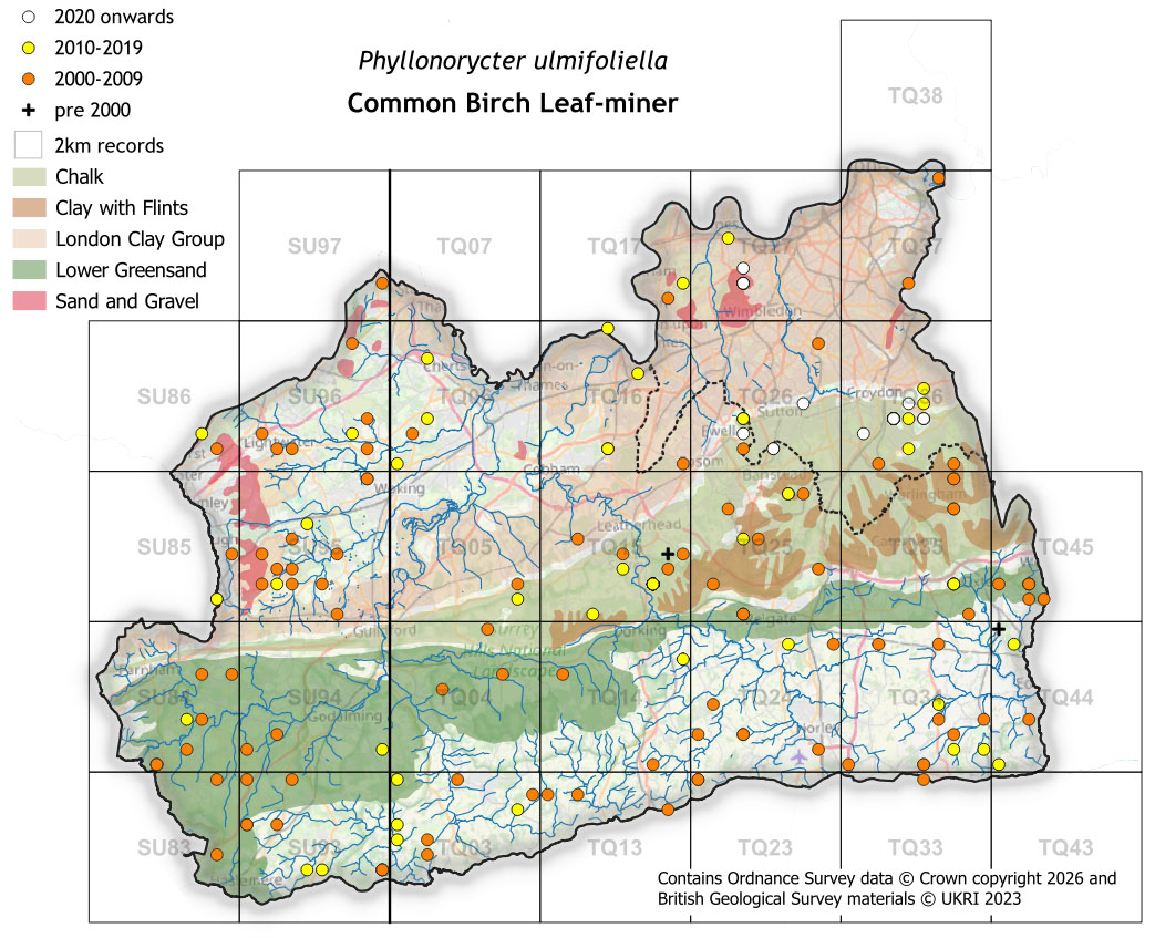 Moths